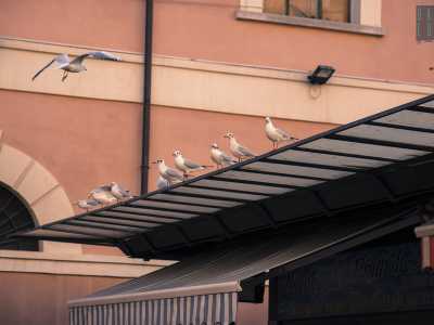 I gabbiani vi si stazionano sopra guardando dall�alto famelici alla ricerca del pesce avanzato: tra poco anche loro dovranno trovare nuovi luoghi dove andarsi a sfamare